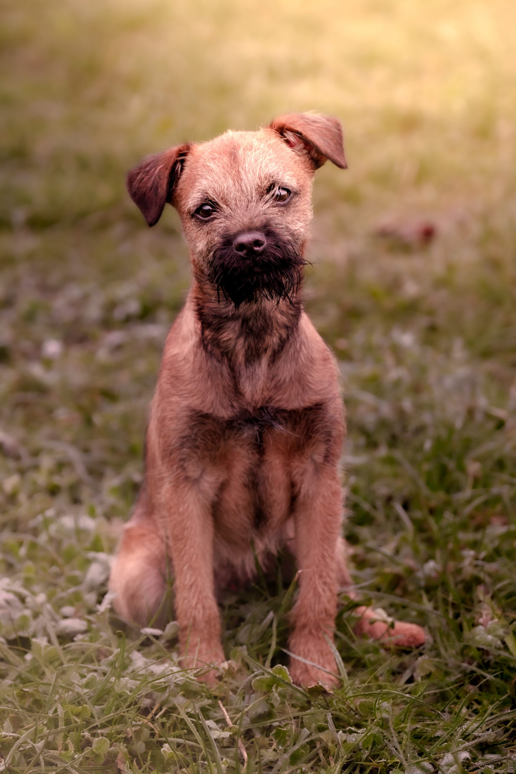 Dog and Pet photography in Banbury
