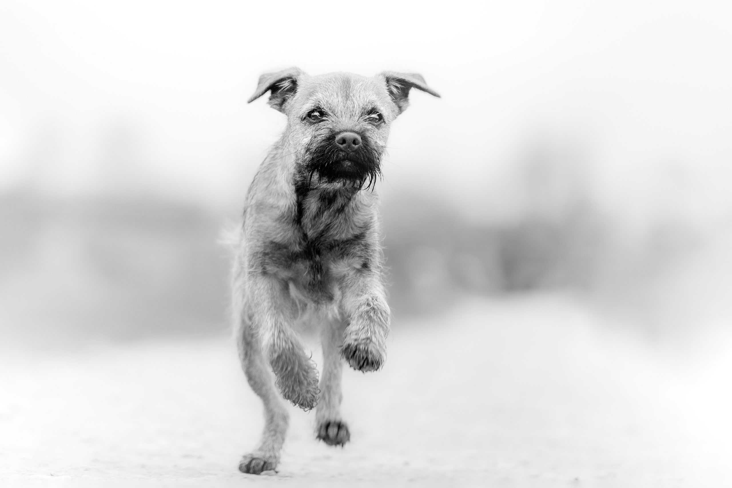 Dog and Pet photography in Banbury
