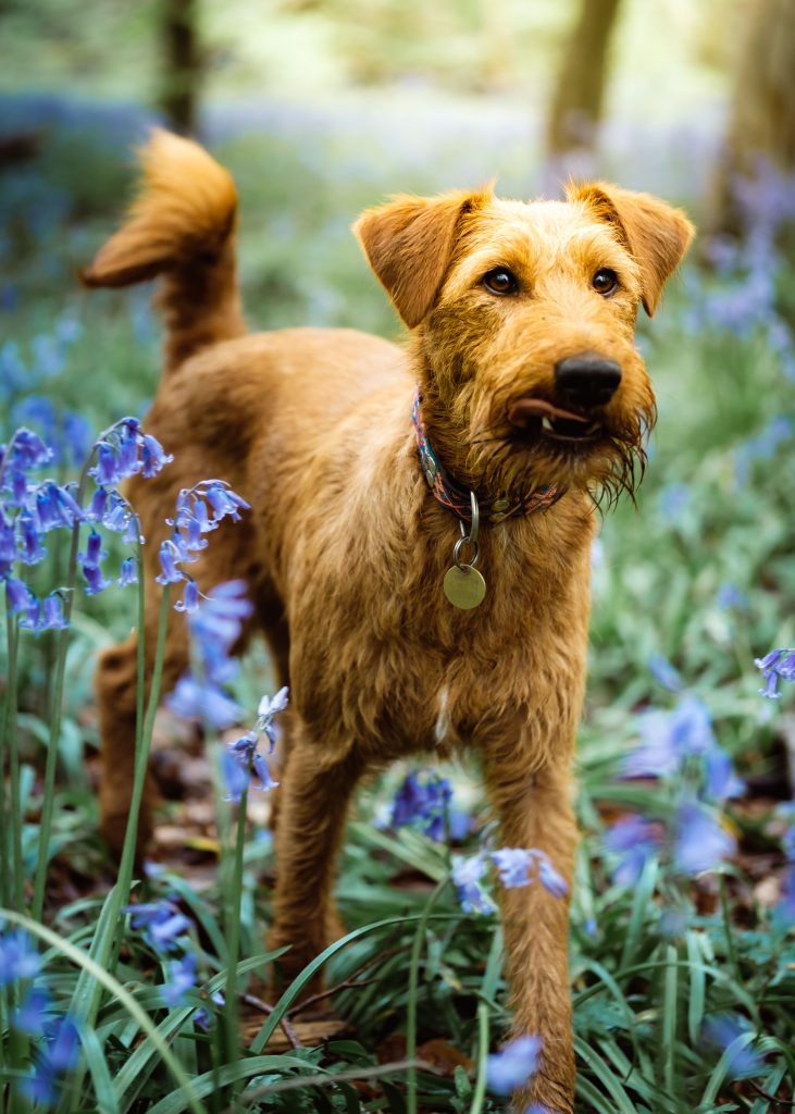 Irish Terrier in Bluebell Wood -Pet Dog Photography in Banbury