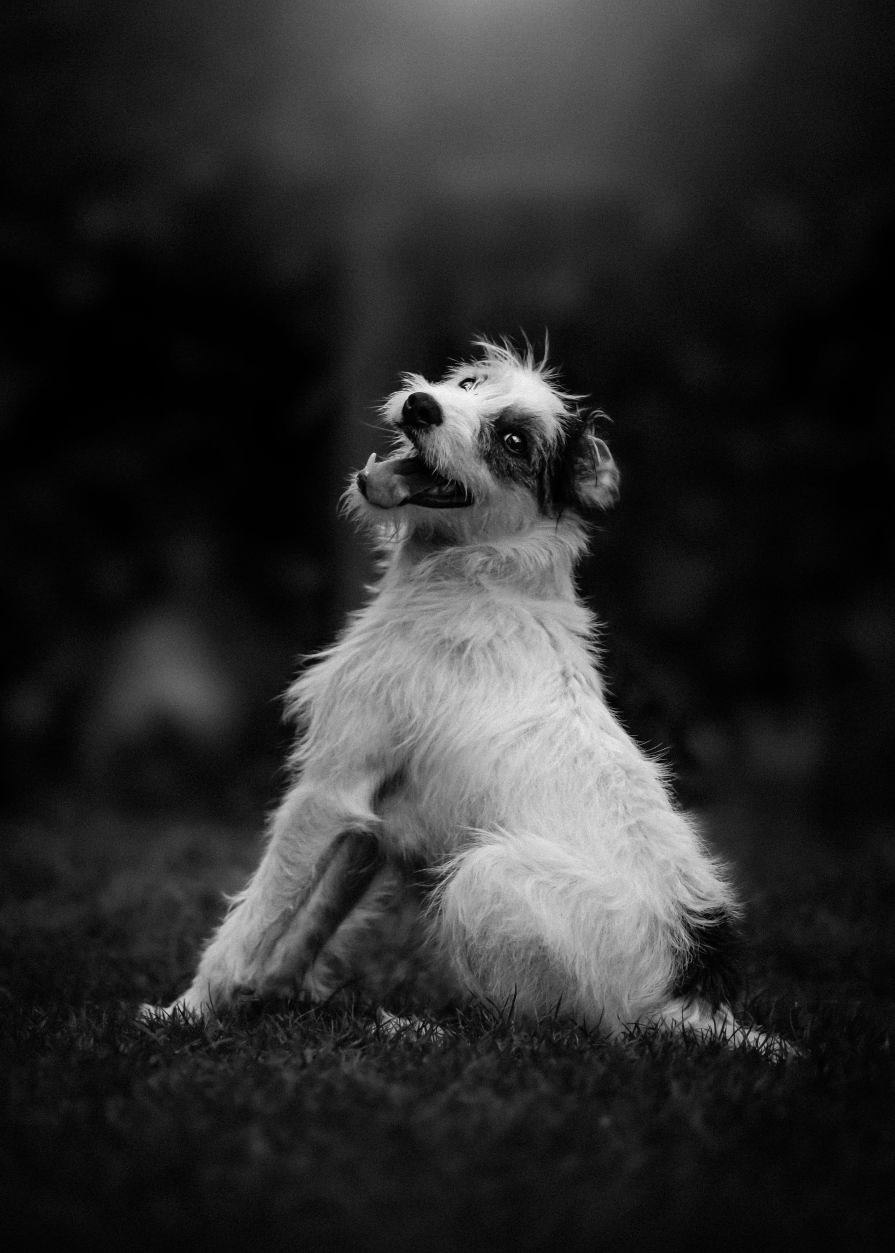 Parsons Russell terrier pet portrait Banbury