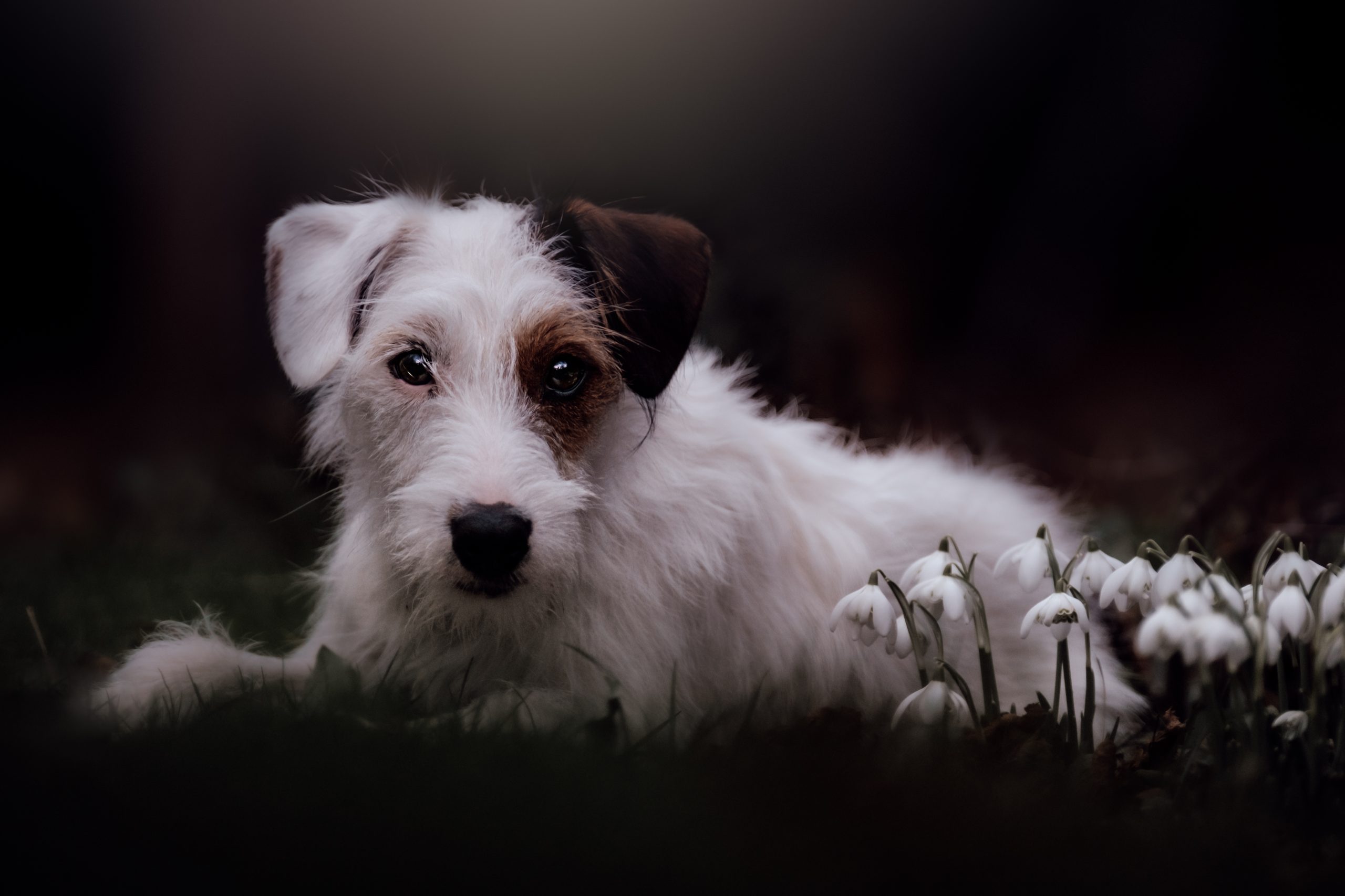 Parsons Russell terrier with snowdrops