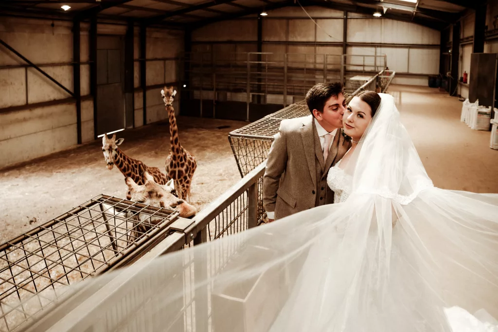 Woburn Safari Park Wedding Bride and Groom feeding giraffes